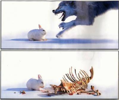 arnabe VS dibe