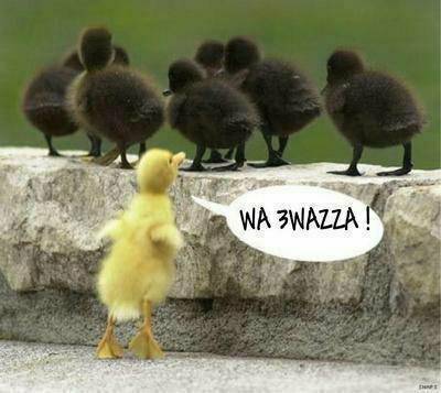 wa 3wazza