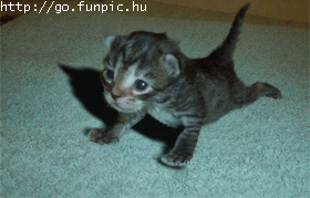 chat + sport