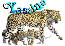 c moi yassine